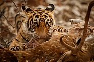 Beautiful tiger in the nature habitat. Tiger pose in amazing light. Wildlife scene with wild animal. Indian wildlife. Indian tiger. Panthera tigris tigris.