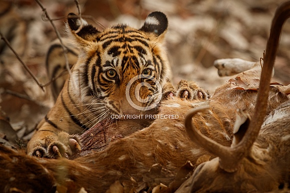 Beautiful tiger in the nature habitat. Tiger pose in amazing light. Wildlife scene with wild animal. Indian wildlife. Indian tiger. Panthera tigris tigris.