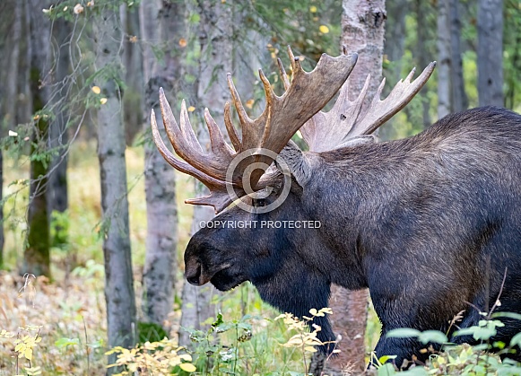 Bull moose scenting a female during rut