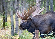 Bull moose scenting a female during rut