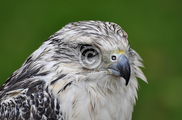 Gyrfalcon Gyrfalcon