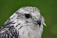 Gyrfalcon
