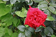 Red Rose