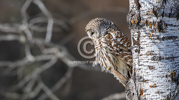 Barred Owl (Strix varia)