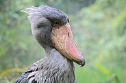 Shoebil Stork