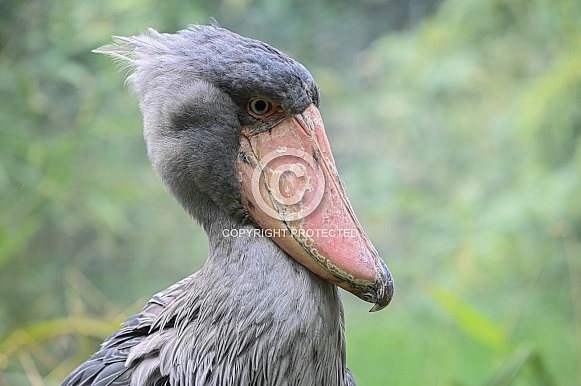 Shoebil Stork