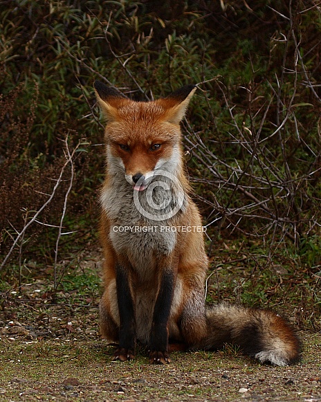 Red Fox Red Fox