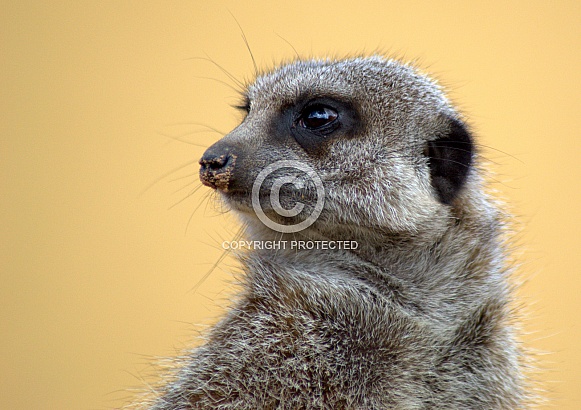 Meerkat Meerkat
