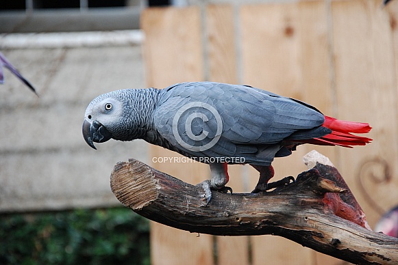 African Grey Parrot