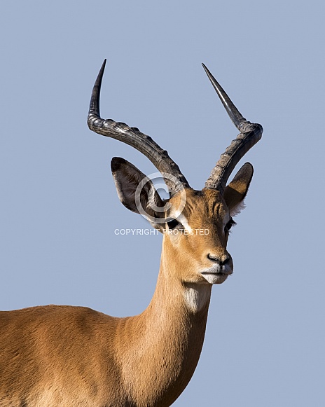 Impala Portrait (Male) Impala Portrait (Male)