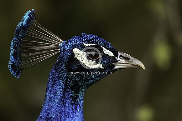 Peacock Close Up Peacock Close Up