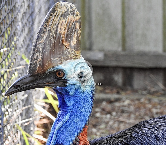 Cassowary Cassowary