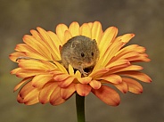 Harvest mouse on flower