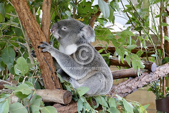 Koala