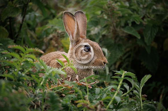 Wild Rabbit - Oryctolagus cuniculus