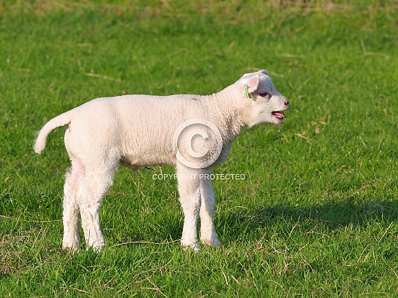 Texel sheep lamb Texel sheep lamb