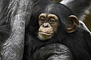 Baby Chimpanzee Thoughtful Expression