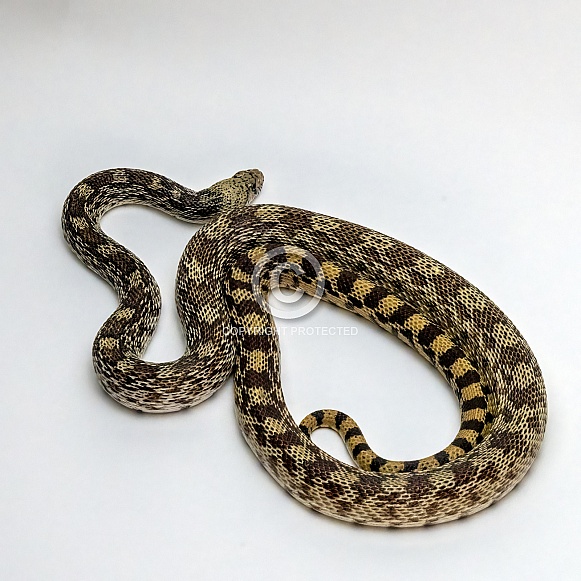 Gopher Snake Gopher Snake