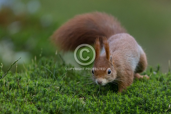 Red Squirrel in a forest Red Squirrel in a forest