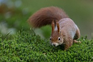 Red Squirrel in a forest