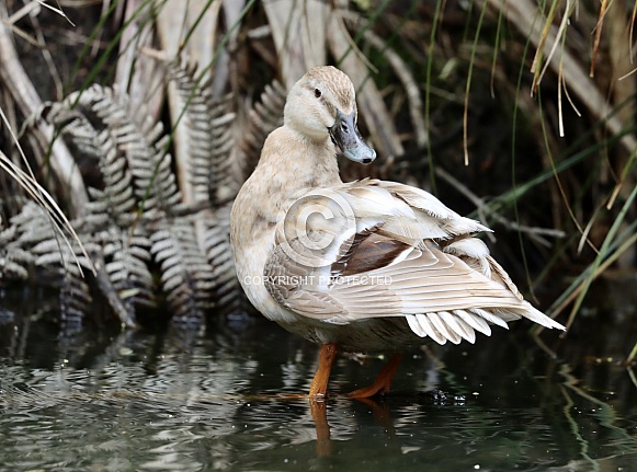 Domestic x Mallard Duck