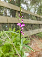 Wild Showy milkwort (Asemeia violacea) occurs naturally in pinelands, prairies and open disturbed areas throughout Florida