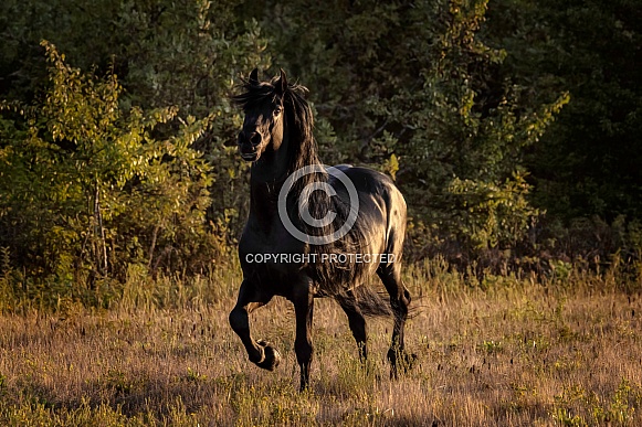 Friesian Horse--Stallion Heart Throb Friesian Horse--Stallion Heart Throb