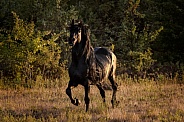 Friesian Horse--Stallion Heart Throb