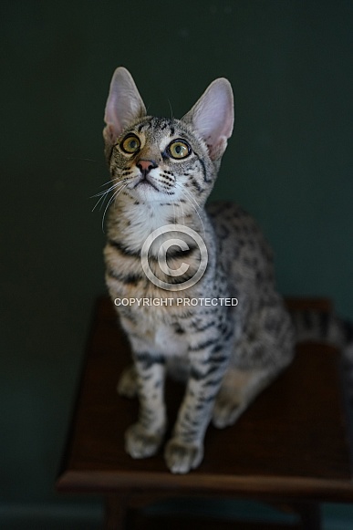 Savannah Cat