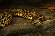 Yellow Anaconda