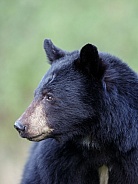 Black Bear and cubs