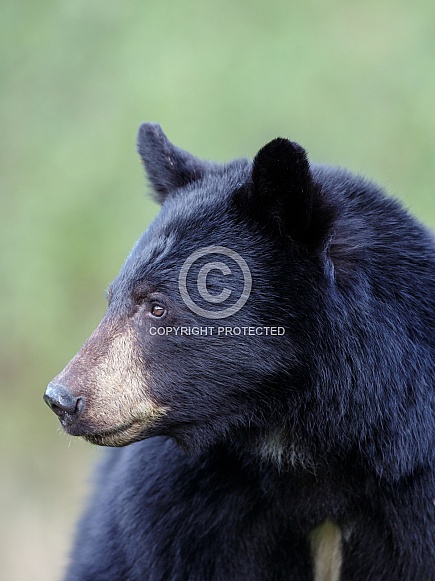 Black Bear and cubs