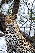 African Leopard (wild)