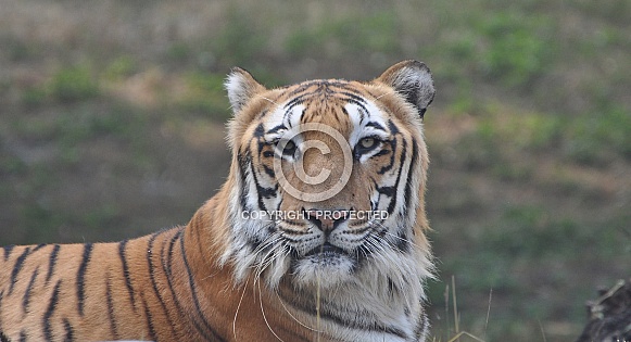 Royal Bengal Tiger