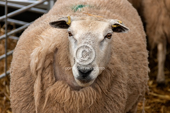 Close Up Of Female Sheep