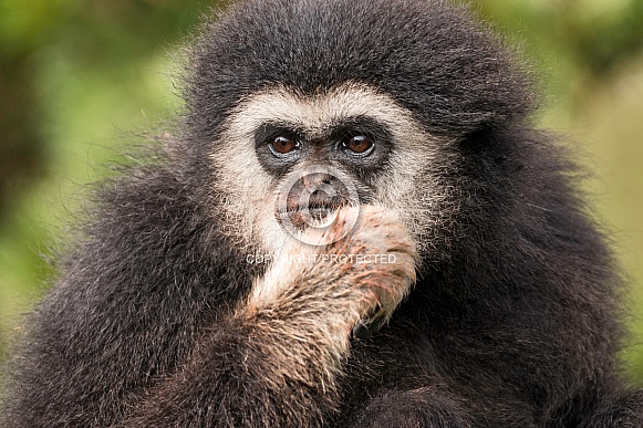Lar Gibbon Close Up Lar Gibbon Close Up
