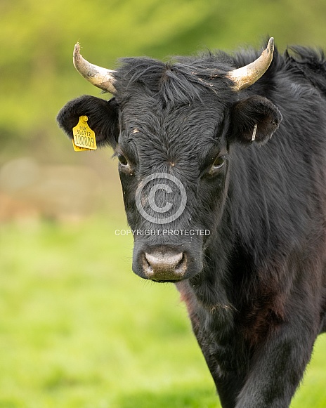 Horned Dexter Horned Dexter