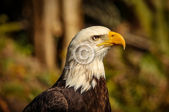 Bald Eagles