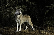 Grey Wolf-At Forests Edge