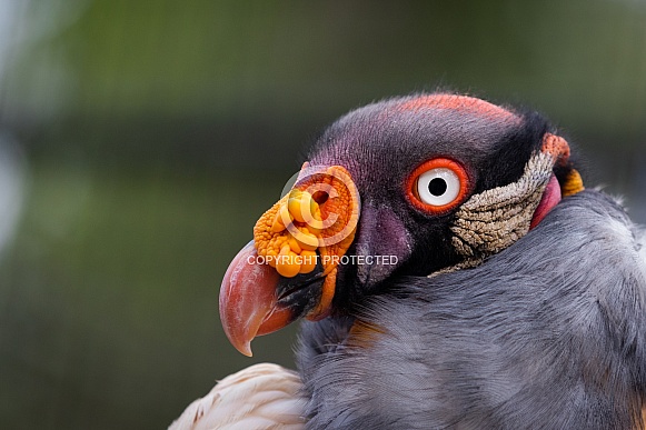 king vulture