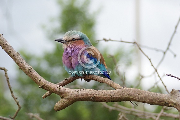Lilac Breasted Roller Lilac Breasted Roller