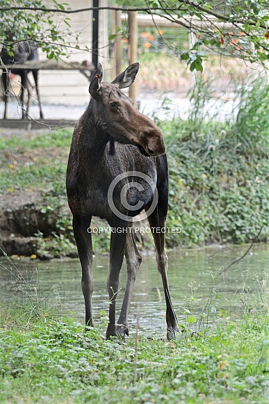 Moose Moose