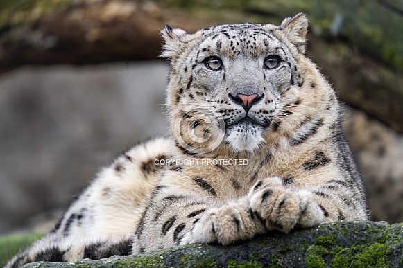 Snow leopard resting Snow leopard resting