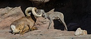 Bighorn Lamb greets his Father