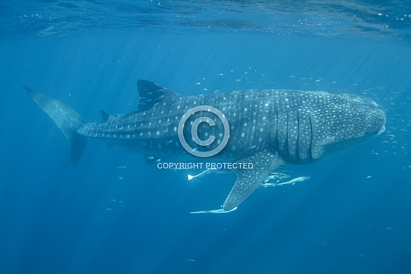 Whale Shark Whale Shark