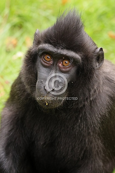 Crested macaque (Macaca nigra) Crested macaque (Macaca nigra)