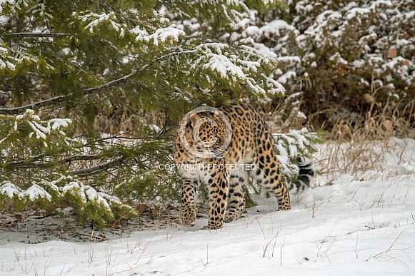 Amur Leopard