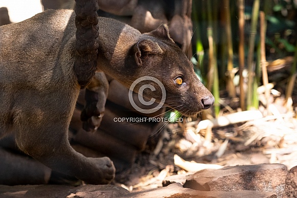 Fossa playing with a rope Fossa playing with a rope