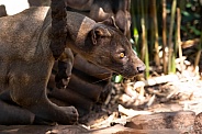 Fossa playing with a rope
