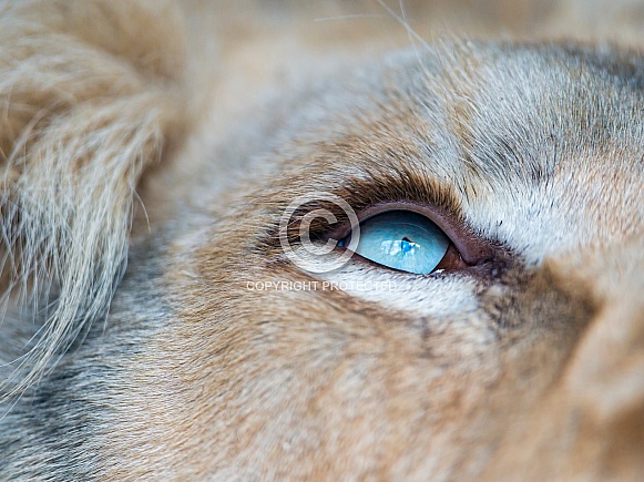 Lion Eye